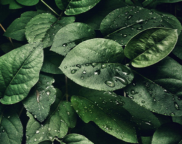 green leaves with drops of water